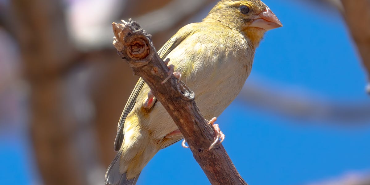 camiseta branch bagunçado