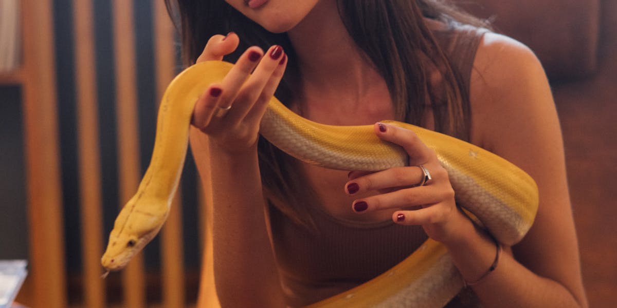 Camisetas com trocadilhos de Python